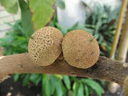 Image result for Pouteria