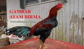 Ciri Ciri Ayam Birma Yang Bagus Grandm88 Ciri Game Fowl Online Games