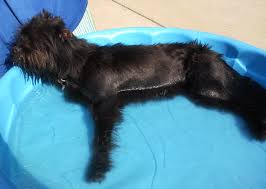 Maybe you would like to learn more about one of these? 10 Impossibly Cute Wet Dogs Photo Gallery