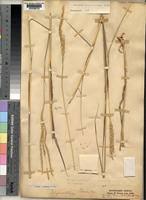 Image result for Ischaemum afrum