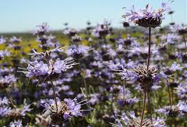 Penn state cooperative extension fact sheet no. Deer Resistant Native Plants California Native Plant Society