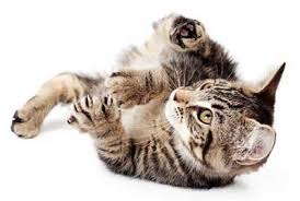 How they approach each other. Why Do Some Cats Bunny Kick Things