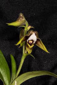 Image result for Polystachya melanantha