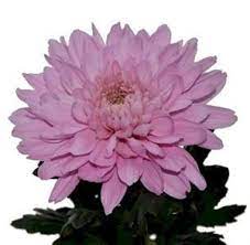 Pin On Chrysanthemum Blooms