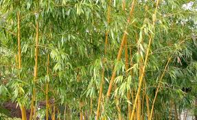 Beet Beispiele Mit Bambus Pflanzen Garten Bambus Pflanzen