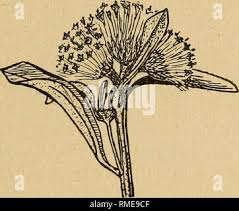 Image result for Otiophora