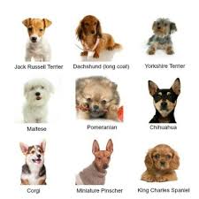 Variant Mini Dog Breeds List Dog Breed Finders Dog Breeds Chart Types Of Small Dogs Cute Small Dogs