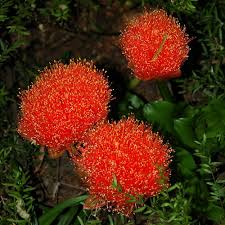 Image result for Scadoxus puniceus