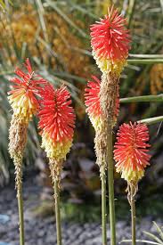 Crea videos de alto impacto en las redes sociales al instante: Kniphofia Wikiwand