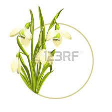 Snowdrop Illustration Beautiful White Snowdrop Flowers For Spring Design Vector Illustration Illustration Floral Background Flower Illustration Illustration