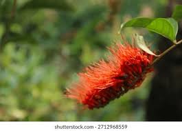 Image result for Combretum stocksii