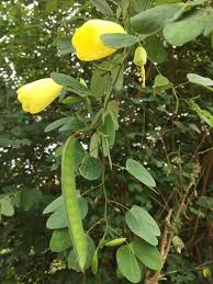 Image result for Bauhinia tomentosa