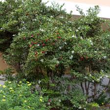 Image result for Carissa praetermissa