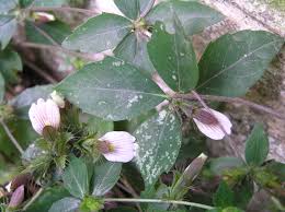 Image result for Blepharis maderaspatensis