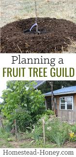 Fruit tree guild design is one way to optimize a planting space and create a more diverse producing food garden. Planning A Fruit Tree Guild Homestead Honey