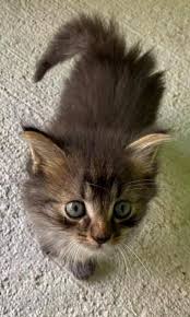 Pin By Silo On Chaton Trop Mignon Baby Cats Cute Cats Crazy Cats