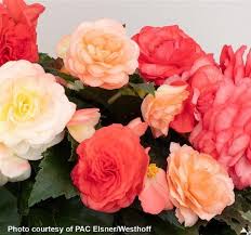 Image result for Begonia princeae