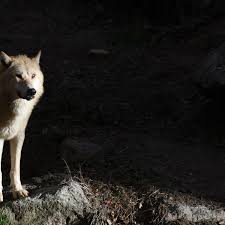 Essay on nuclear pollution and its impact on environment! A Wolf Left Its Irradiated Chernobyl Home What Happens If It Mates