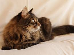 The name of one of the most famous cats in the world, who was born a little different. 100 Cartoon Inspired Cat Names Ideas For Comical Nostalgic Cat Names Excited Cats