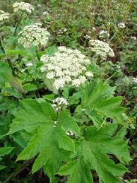 Image result for Heracleum