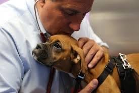 Is your pet sick or injured? Non Critical Emergency Vet In Sewell And Deptford Nj Pet Check