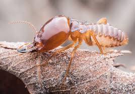 Hurricane sandy effects on trees. Jnj Pest Control Hudson Valley Ny Residential Commercial Pest Control Service Nuisance Wildlife Control