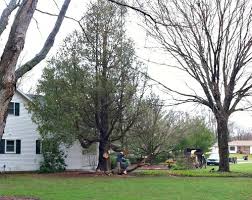 Check spelling or type a new query. How To Remove Tree Sap From Almost Anything Andrea Dekker