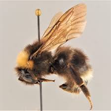 Image result for Bombus norvegicus