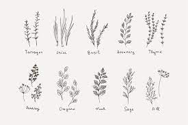Culinary Herb And Logo Herb Tattoo Plant Sketches Pattern Tattoo