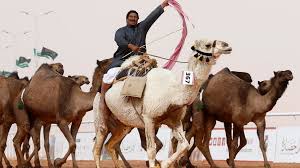 The humps on the camel's back. Camels Banned From Saudi Beauty Contest Over Botox Bbc News