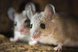 They hide and make their nests all over your home, stashing away in. How Do Mice Get In Your Home Bug Out Termite Pest Control