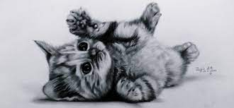 Body drawing cat drawing drawing guide baby kittens cats and kittens types of penguins penguin drawing how to cat animal tails. Panda And Kitten Google Search Kitten Drawing Images Of Cute Cats Cute Cat Drawing