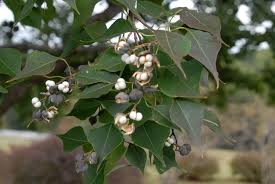 Image result for Sapium