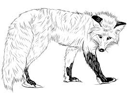 Cute baby fox coloring pages. Printable Red Fox Coloring Page For Both Aldults And Kids