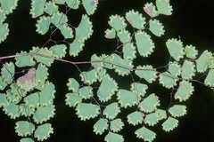 Image result for Adiantum poiretii