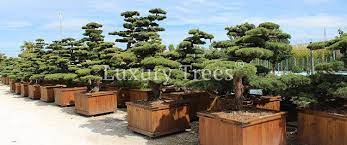 Weitere ideen zu gartenbonsai, garten, japanischer garten. Gartenbonsai Luxurytrees Osterreich