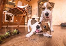 Cat sitting in your home. Get The Best Davenport Ia In Home Pet Sitting And Mobile Grooming For Your Dog