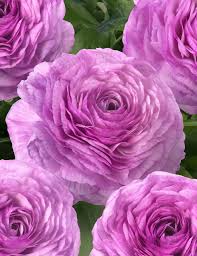 Image result for Ranunculus raeae