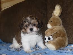 Maybe you would like to learn more about one of these? Teddy Bears 1