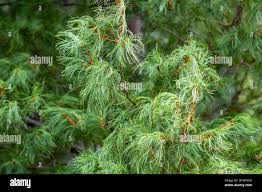 Image result for Riocreuxia torulosa