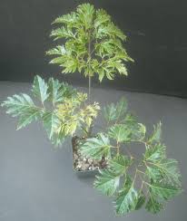 Image result for Polyscias fruticosa