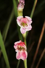 Image result for Gladiolus crassifolius