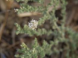 Image result for Cressa