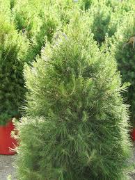 Maybe you would like to learn more about one of these? These Trees Are Great For Christmas Then Your Garden