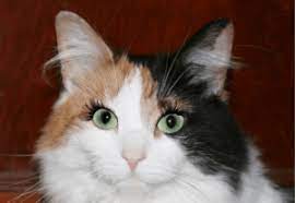 Lashes are hair, so they can be found on other mammals. Cats Usually Never Have Eyelashes Daily Cat Facts