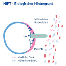 Ab wann ist ein schwangerschaftstest aussagekräftig? Pranataldiagnostik Nipt Nicht Invasiver Pranatal Test Nipd Nicht Invasive Pranatale Diagnostik Medicover Deutschland
