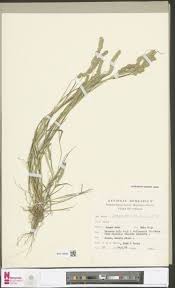 Image result for Psilotrichum sericeum