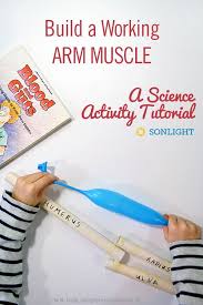 At the beginning of the stroke, the hand extends out, away from your body. Build A Working Arm Muscle A Science Activity Tutorial Human Body Activity Model Of Th Human Body Activities Human Body Science Muscular System Activities