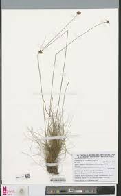 Image result for Bulbostylis scabricaulis