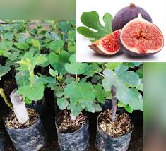 Mula kita cari pasu yang agak besar. Cara Stek Tanaman Buah Tin Kampustani Com